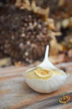 Garlic - (Soft Neck) Silver Rose 22 Garlic - (Soft Neck) Silver Rose -Speed now DSC 9819 2