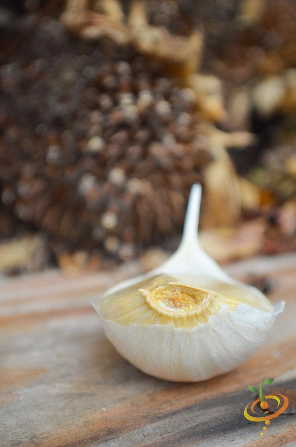 Garlic - (Soft Neck) Silver Rose 9 Garlic - (Soft Neck) Silver Rose - Image 7