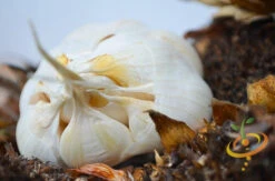 Garlic - (Soft Neck) Silver Rose 25 Garlic - (Soft Neck) Silver Rose -Speed now DSC 9827 2