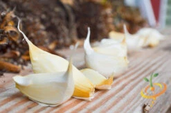 Garlic - (Soft Neck) Silver Rose 26 Garlic - (Soft Neck) Silver Rose -Speed now DSC 9830 2