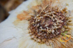 Garlic - (Soft Neck) Silver Rose 28 Garlic - (Soft Neck) Silver Rose -Speed now DSC 9851 2