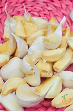 Garlic - (Soft Neck) Nootka Rose -Speed now DSC 9893