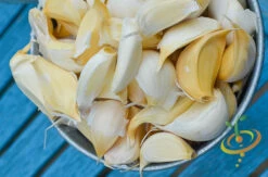 Garlic - (Soft Neck) Silver Rose 21 Garlic - (Soft Neck) Silver Rose -Speed now DSC 9898