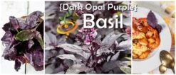 Basil, Dark Opal Purple 18 Basil, Dark Opal Purple -Speed now Dark Opal Purple Basil