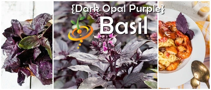 Basil, Dark Opal Purple 10 Basil, Dark Opal Purple - Image 8