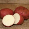 Potato (Mid-Season) - Norland, Dark Red (ORGANIC) -Speed now Dark Red Norland