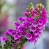 Flowers - Foxglove -Speed now DifitalisPurpureaFoxgloveflowersseeds