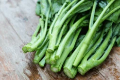 Kale - Siberian Dwarf 12 Kale - Siberian Dwarf -Speed now Dwarf Siberian Kale 1