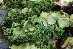 Kale - Siberian Dwarf