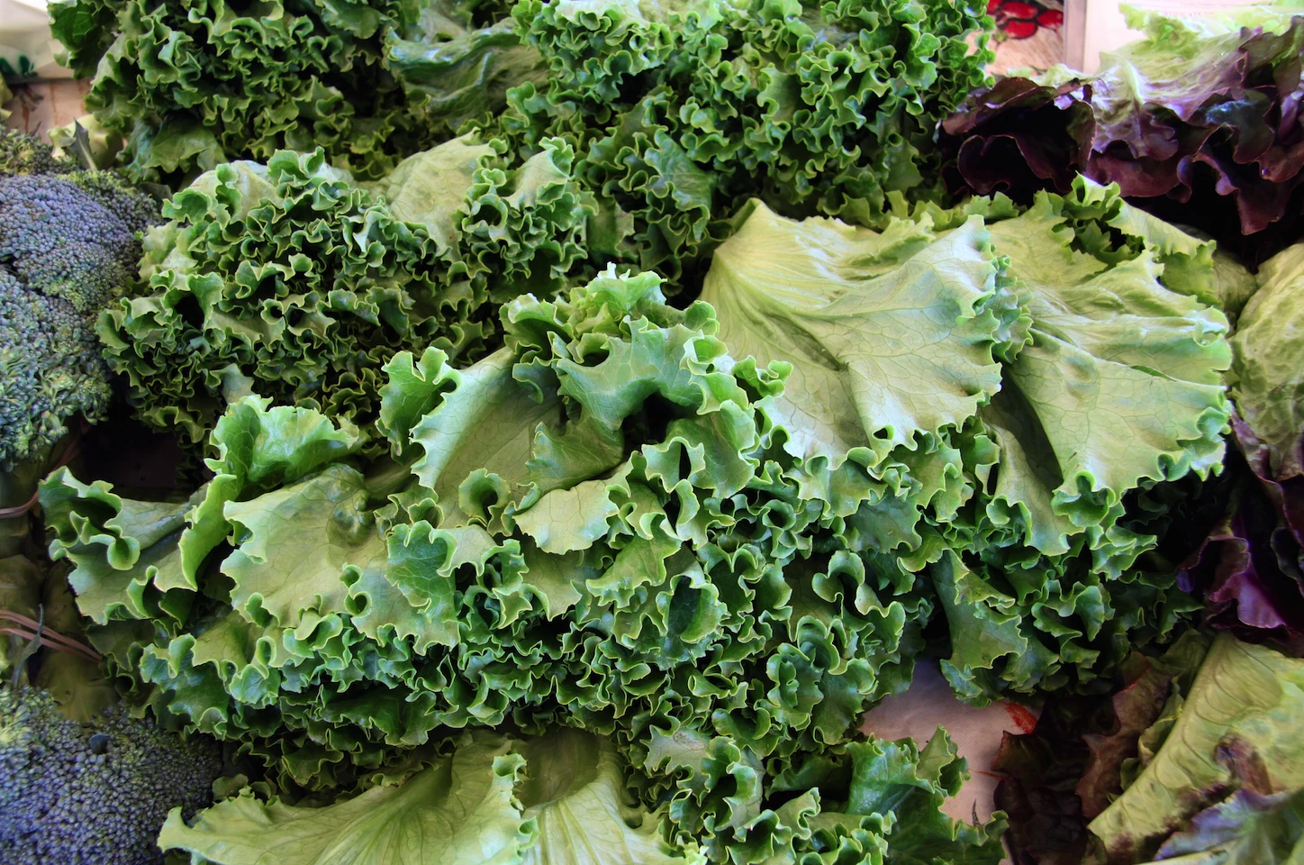 Kale - Siberian Dwarf 3 Kale - Siberian Dwarf