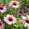 Flowers - Echinacea (Purple Coneflower) -Speed now Echinacea 58b2054e 2db6 4068 9e29 bbd471bd62f9