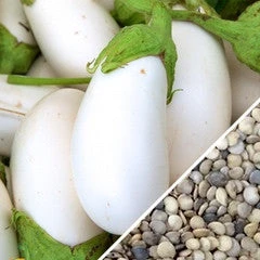 Eggplant - Casper 7 Eggplant - Casper - Image 5