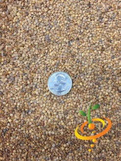 Eggplant - Casper 19 Eggplant - Casper -Speed now Eggplant Casper seeds 2