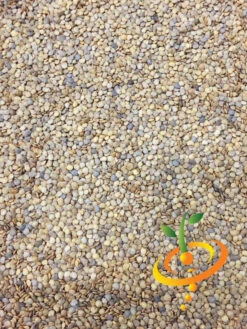 Eggplant - Casper 18 Eggplant - Casper -Speed now Eggplant Casper seeds 3