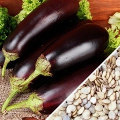 Eggplant - Florida Market 8 Eggplant - Florida Market - Image 6