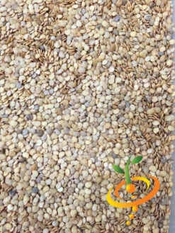 Eggplant - Florida Market 19 Eggplant - Florida Market -Speed now Eggplant Florida Market seeds 1