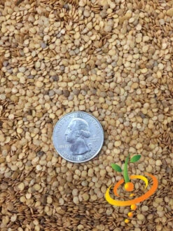 Eggplant - Florida Market 18 Eggplant - Florida Market -Speed now Eggplant Florida Market seeds 2