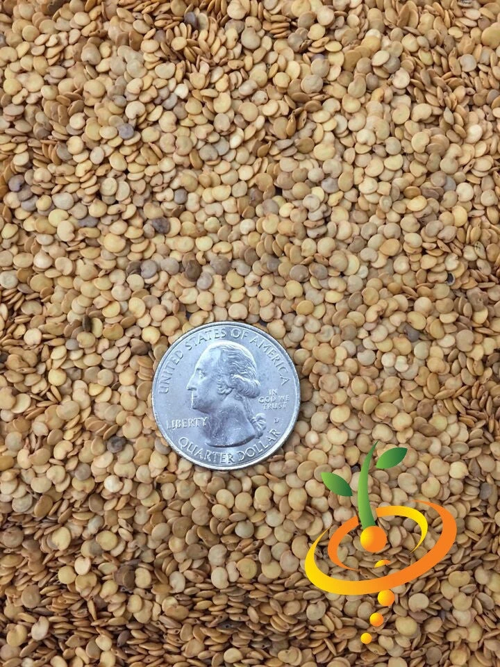 Eggplant - Florida Market 10 Eggplant - Florida Market - Image 8