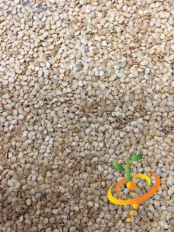 Eggplant - Long Ping Tung -Speed now Eggplant Long Ping Tung seeds 3