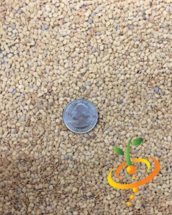 Eggplant - Round Mauve 23 Eggplant - Round Mauve -Speed now Eggplant Round Mauve seeds 2