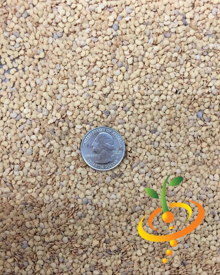 Eggplant - Round Mauve 13 Eggplant - Round Mauve - Image 11