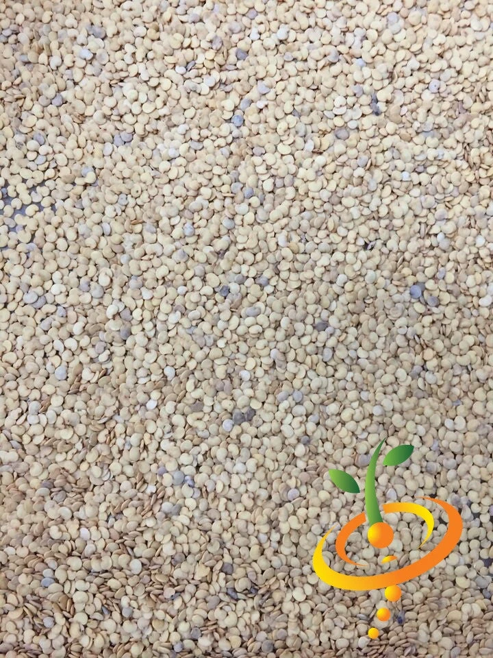 Eggplant - Round Mauve 12 Eggplant - Round Mauve - Image 10