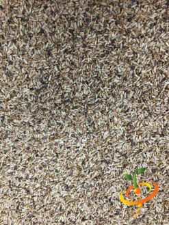 Endive - Broadleaf, Classic -Speed now Endive Broadleaf Classic4