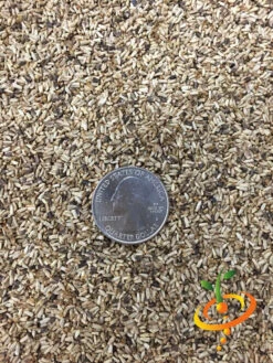 Endive - Broadleaf, Classic -Speed now Endive Broadleaf Classic 3