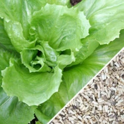 Endive - Broadleaf, Classic -Speed now Endive Broadleaf Classic seeds