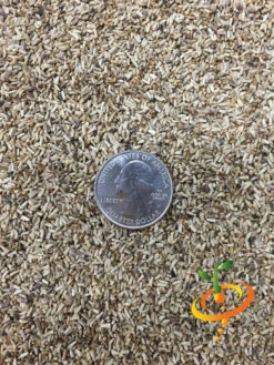 Endive - Green Curled -Speed now Endive Green Curled 3