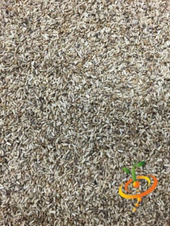 Endive - Green Curled -Speed now Endive Green Curled 4