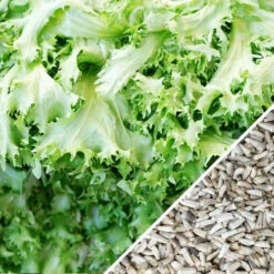 Endive - Green Curled -Speed now Endive Green Curled seeds 60ba515c a32b 4dcb bdc9 858b7e9cf2f5