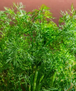 Dill - Dukat -Speed now Food Dill Herb Kitchen Herb Cucumber Herb Aromatic 2310268 fd3d0bf1 c9f0 4905 8f4e 912f3119f1b5