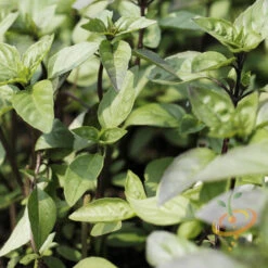Basil, Cinnamon (Mexican Basil) -Speed now Forshopify 14 efb7d7d7 d15e 48ba aca5 853344297d68