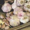 Garlic - (Hard Neck) Spanish Roja 2 Garlic - (Hard Neck) Spanish Roja -Speed now Garlic HardNeck SpanishRoja