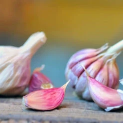 Garlic - (Soft Neck) Early Purple Italian (Organic)