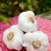 Garlic - (Soft Neck) Nootka Rose 1 Garlic - (Soft Neck) Nootka Rose -Speed now Garlic Organic Non GMO Nootka Rose
