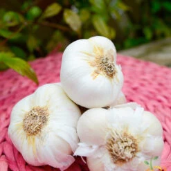 Garlic - (Soft Neck) Nootka Rose