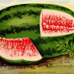 Watermelon - Georgia Rattlesnake 7 Watermelon - Georgia Rattlesnake -Speed now Georgia Rattlesnake dc599308 17e2 42ad b539 886a6ebc4a28