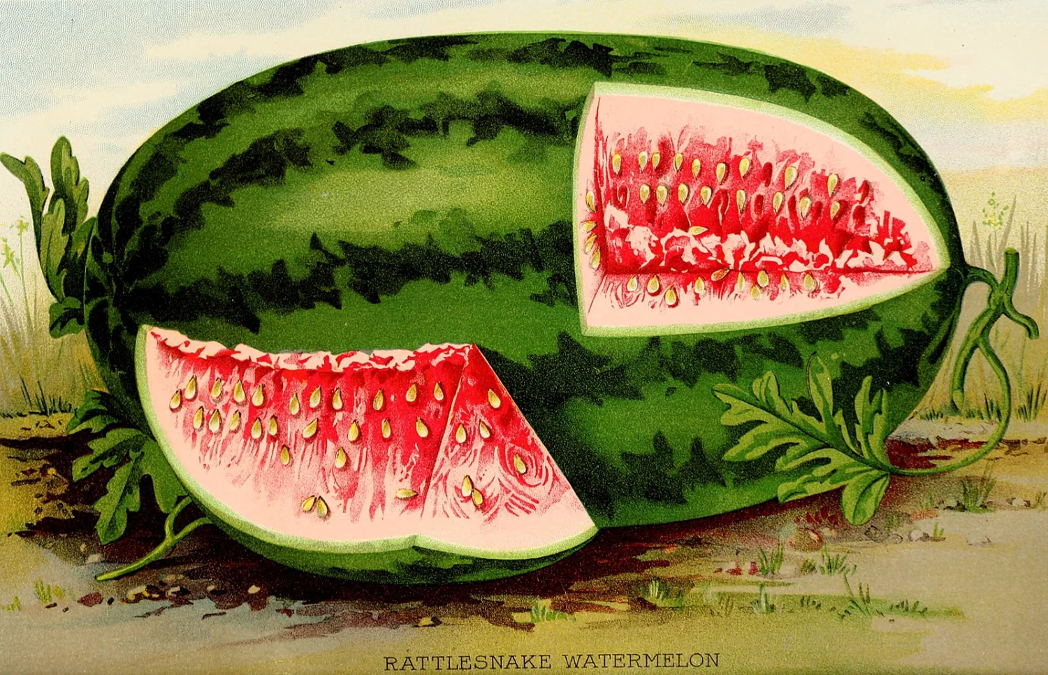 Watermelon - Georgia Rattlesnake 4 Watermelon - Georgia Rattlesnake - Image 2