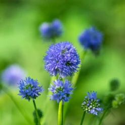 Flowers - Globe Gilia (Queen Anne’s Thimble)