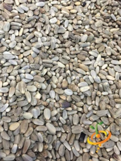 Artichoke - Green Globe 19 Artichoke - Green Globe -Speed now Green Globe 3