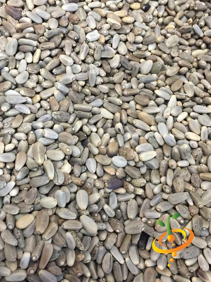 Artichoke - Green Globe 10 Artichoke - Green Globe - Image 8