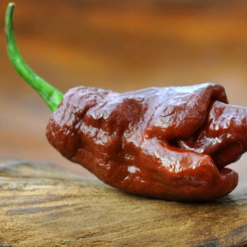 Pepper (Hot) - Habanero, Chocolate 🔥🔥🔥🔥🔥 10 Pepper (Hot) - Habanero, Chocolate 🔥🔥🔥🔥🔥 - Image 8