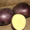 Potato (Mid-Season) - Huckleberry Gold (ORGANIC) -Speed now Huckleberry Gold