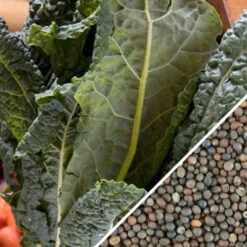 Kale - Lacinato "Dinosaur" Tuscan 14 Kale - Lacinato "Dinosaur" Tuscan -Speed now Kale Lacinato seeds