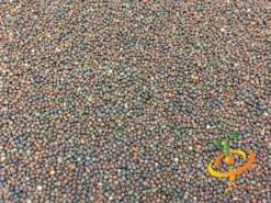 Kale - Lacinato "Dinosaur" Tuscan 15 Kale - Lacinato "Dinosaur" Tuscan -Speed now Kale Lacinato seeds 3