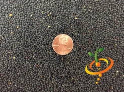 Kale - Siberian Dwarf 15 Kale - Siberian Dwarf -Speed now Kale Siberian Dwarf seeds 4