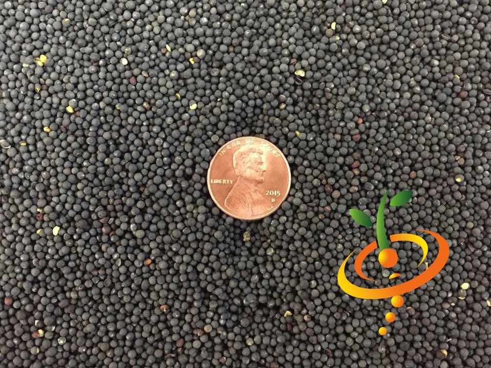 Kale - Siberian Dwarf 9 Kale - Siberian Dwarf - Image 7