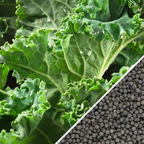 Kale - Siberian Dwarf 8 Kale - Siberian Dwarf - Image 6